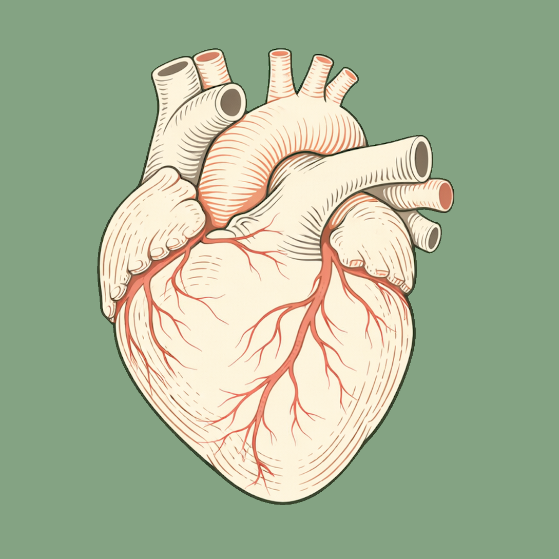 Anatomical heart illustration